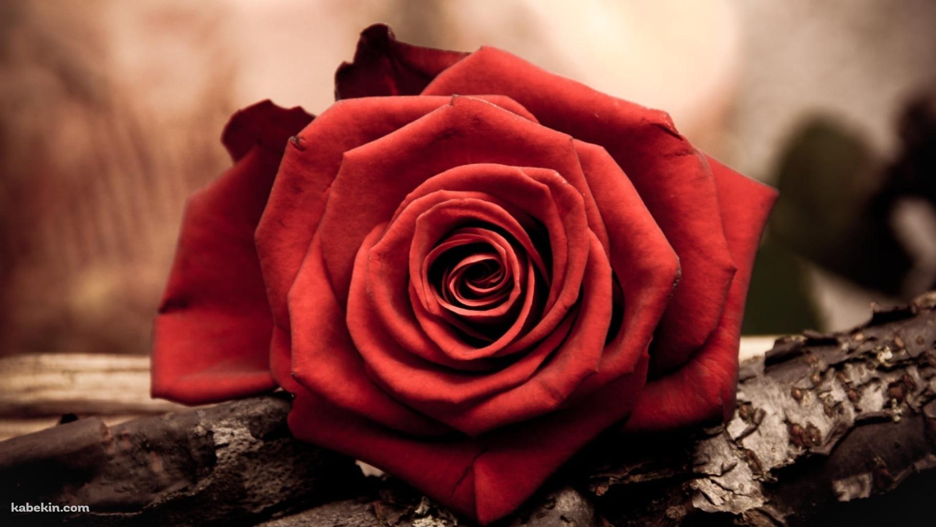 赤い薔薇と木の壁紙(1829px x 1029px) 高画質 PC・デスクトップ用