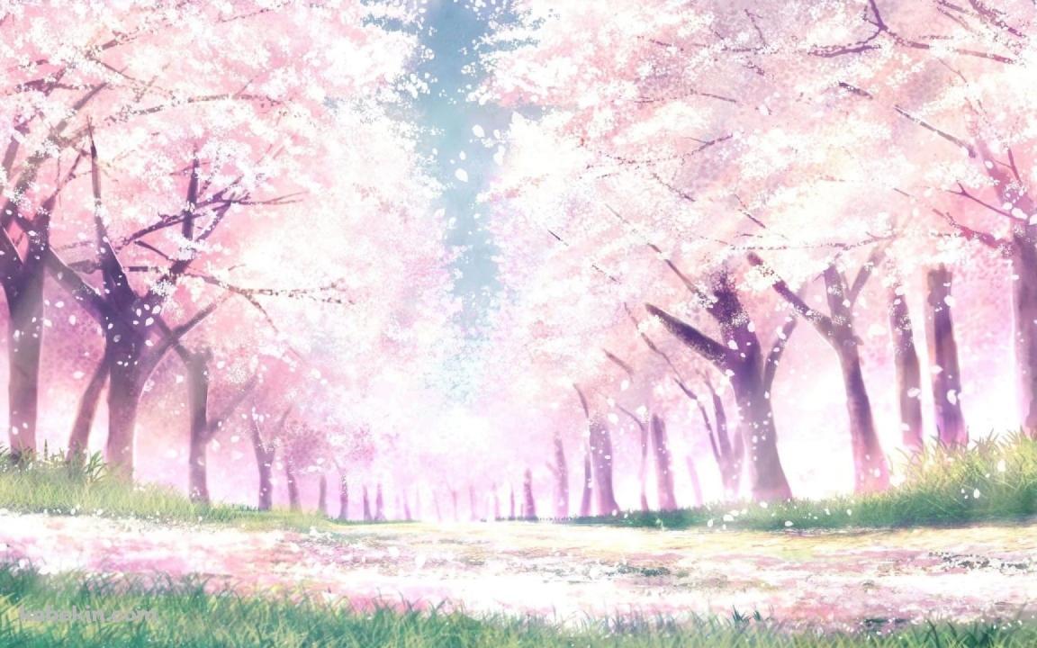 桜並木 / イラストの壁紙(1152px x 720px) 高画質 PC・デスクトップ用