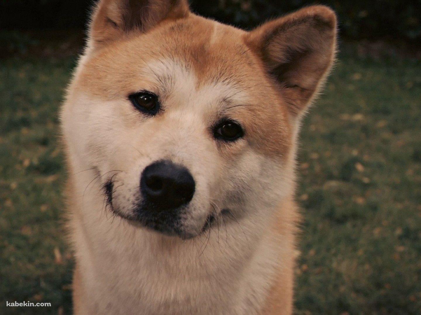秋田犬の壁紙(1440px x 1080px) 高画質 PC・デスクトップ用