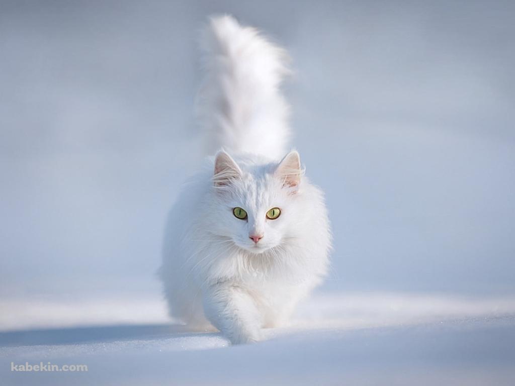 雪の中の白い猫 / ターキッシュアンゴラ / トルコの壁紙(1024px x 768px) 高画質 PC・デスクトップ用