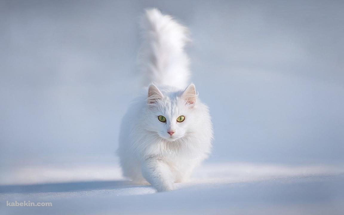 雪の中の白い猫 / ターキッシュアンゴラ / トルコの壁紙(1152px x 720px) 高画質 PC・デスクトップ用