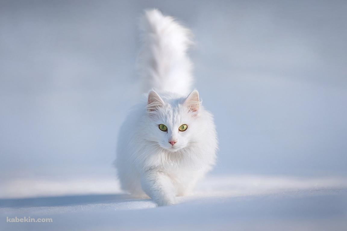 雪の中の白い猫 / ターキッシュアンゴラ / トルコの壁紙(1152px x 768px) 高画質 PC・デスクトップ用