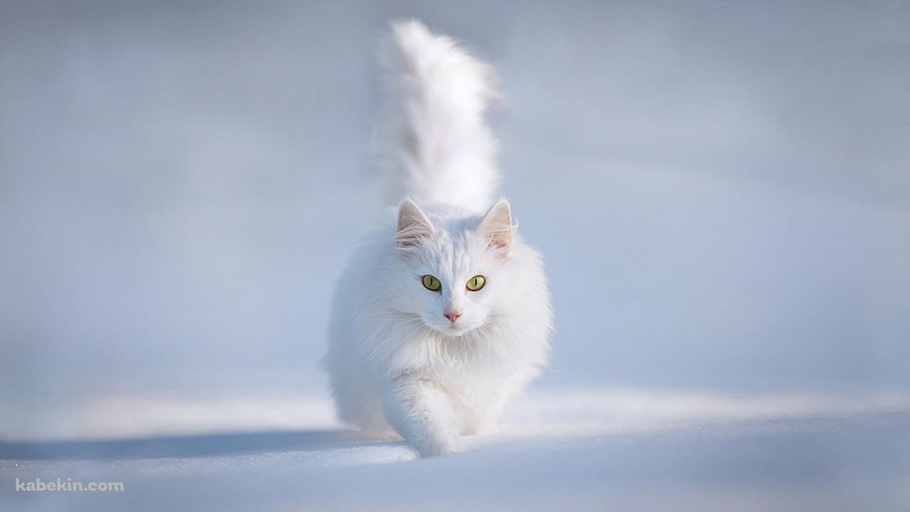 雪の中の白い猫 / ターキッシュアンゴラ / トルコの壁紙(1280px x 720px) 高画質 PC・デスクトップ用