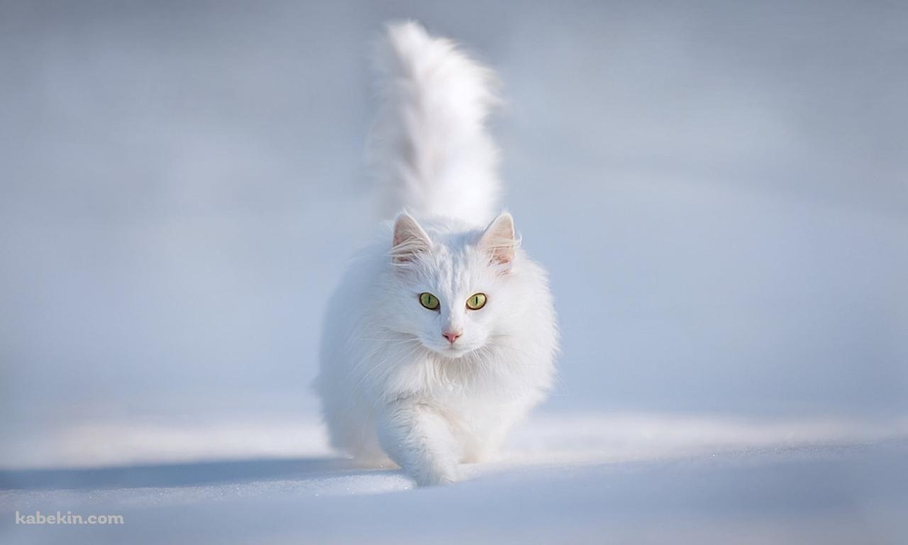 雪の中の白い猫 / ターキッシュアンゴラ / トルコの壁紙(1280px x 768px) 高画質 PC・デスクトップ用