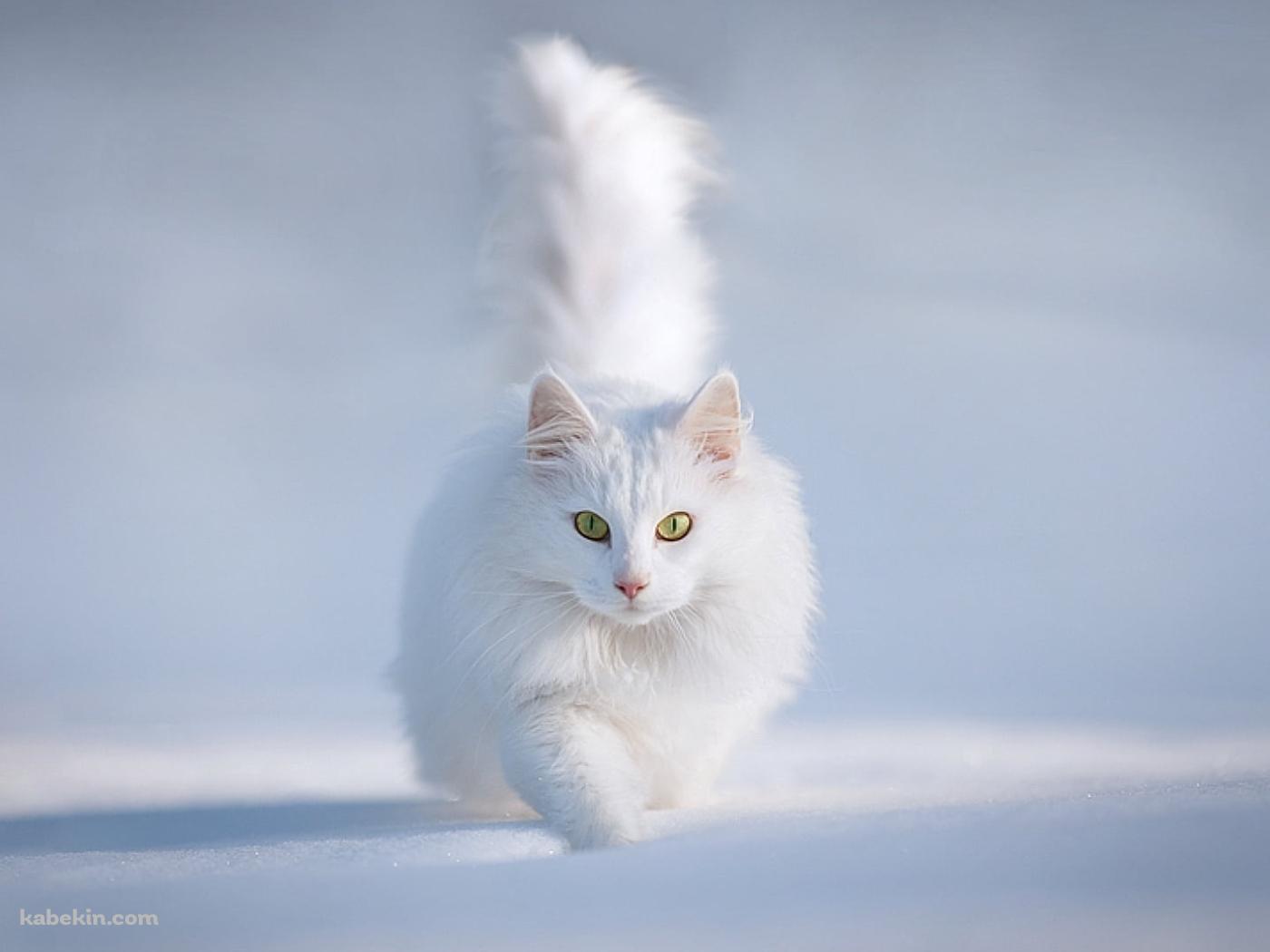 雪の中の白い猫 / ターキッシュアンゴラ / トルコの壁紙(1400px x 1050px) 高画質 PC・デスクトップ用