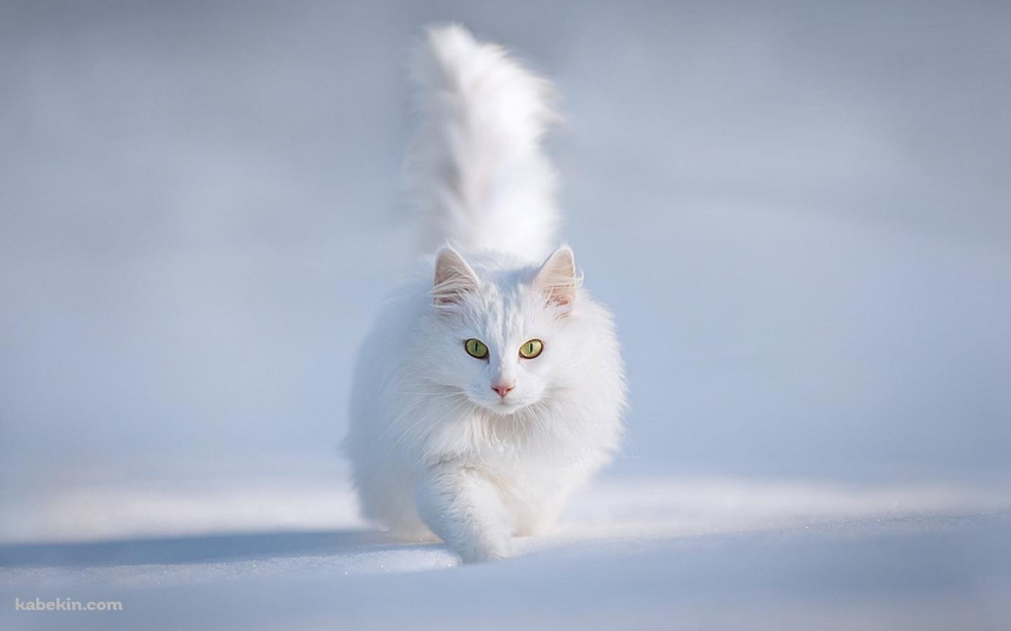 雪の中の白い猫 / ターキッシュアンゴラ / トルコの壁紙(1440px x 900px) 高画質 PC・デスクトップ用