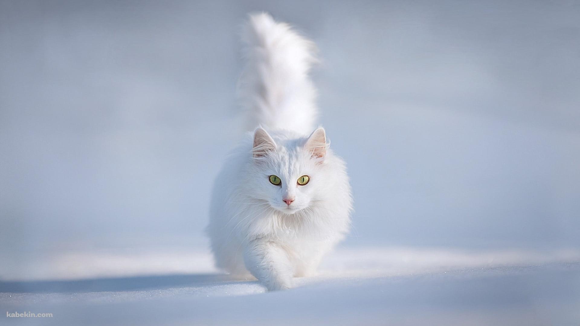 雪の中の白い猫 / ターキッシュアンゴラ / トルコの壁紙(1920px x 1080px) 高画質 PC・デスクトップ用