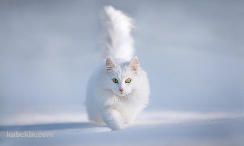 雪の中の白い猫 / ターキッシュアンゴラ / トルコの壁紙(800px x 480px) 高画質 PC・デスクトップ用