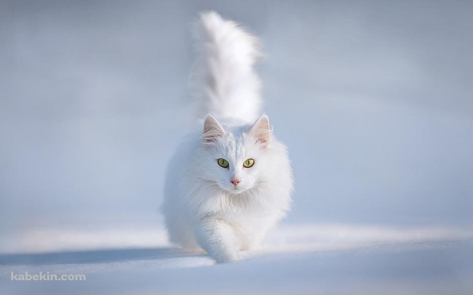 雪の中の白い猫 / ターキッシュアンゴラ / トルコの壁紙(960px x 600px) 高画質 PC・デスクトップ用
