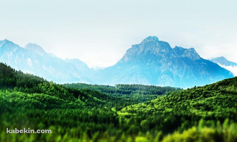 めちゃくちゃ綺麗な広大な森と遠くに見える山 / 夏の景色の壁紙(800px x 480px) 高画質 PC・デスクトップ用
