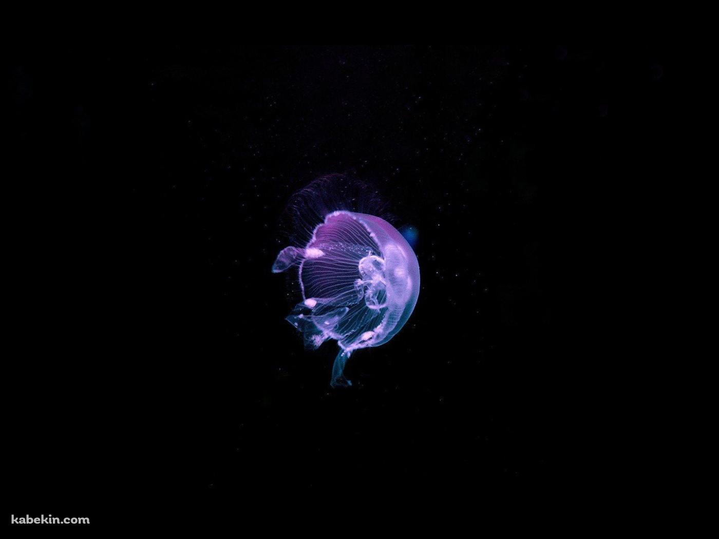 綺麗な紫のクラゲ / Jellyfishの壁紙(1400px x 1050px) 高画質 PC・デスクトップ用