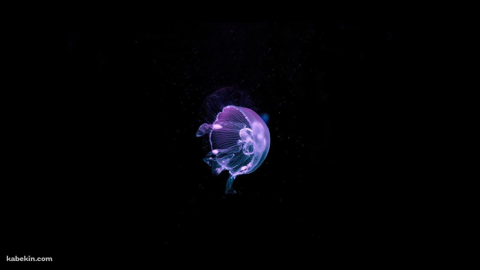 綺麗な紫のクラゲ / Jellyfishの壁紙(1600px x 900px) 高画質 PC・デスクトップ用
