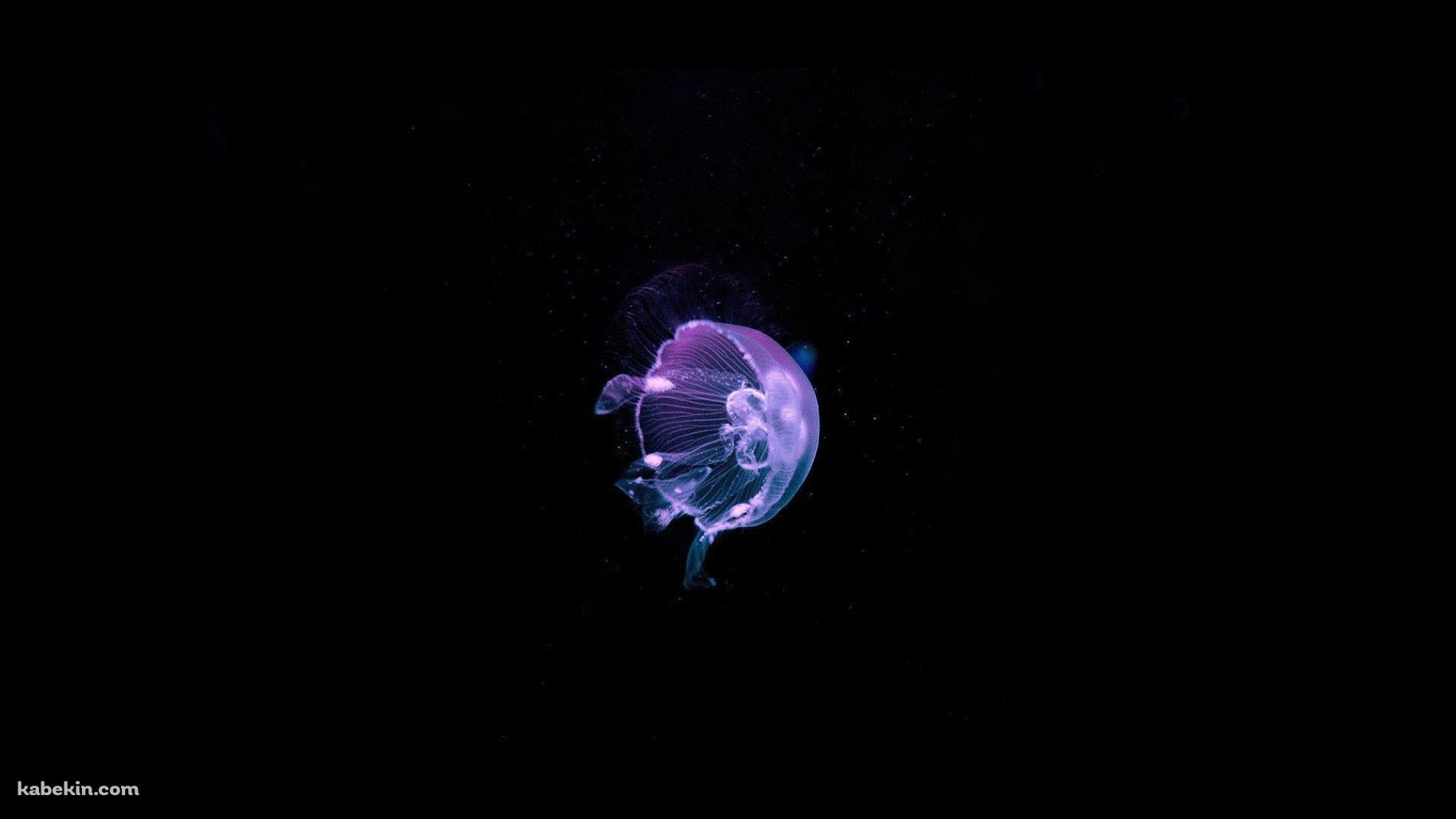 綺麗な紫のクラゲ / Jellyfishの壁紙(1829px x 1029px) 高画質 PC・デスクトップ用