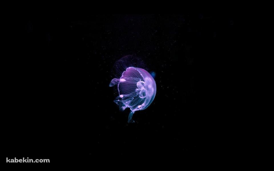 綺麗な紫のクラゲ / Jellyfishの壁紙(960px x 600px) 高画質 PC・デスクトップ用