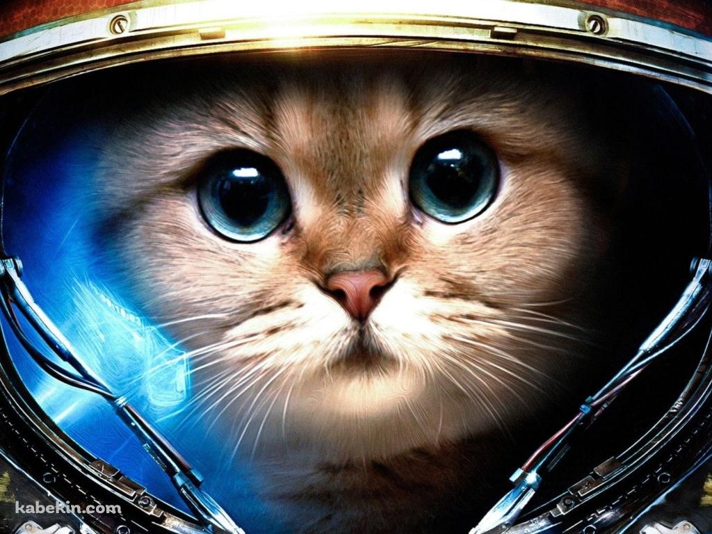 宇宙に行く猫の壁紙(1024px x 768px) 高画質 PC・デスクトップ用