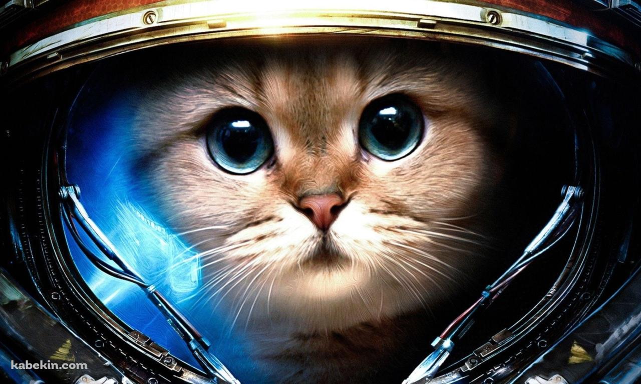 宇宙に行く猫の壁紙(1280px x 768px) 高画質 PC・デスクトップ用