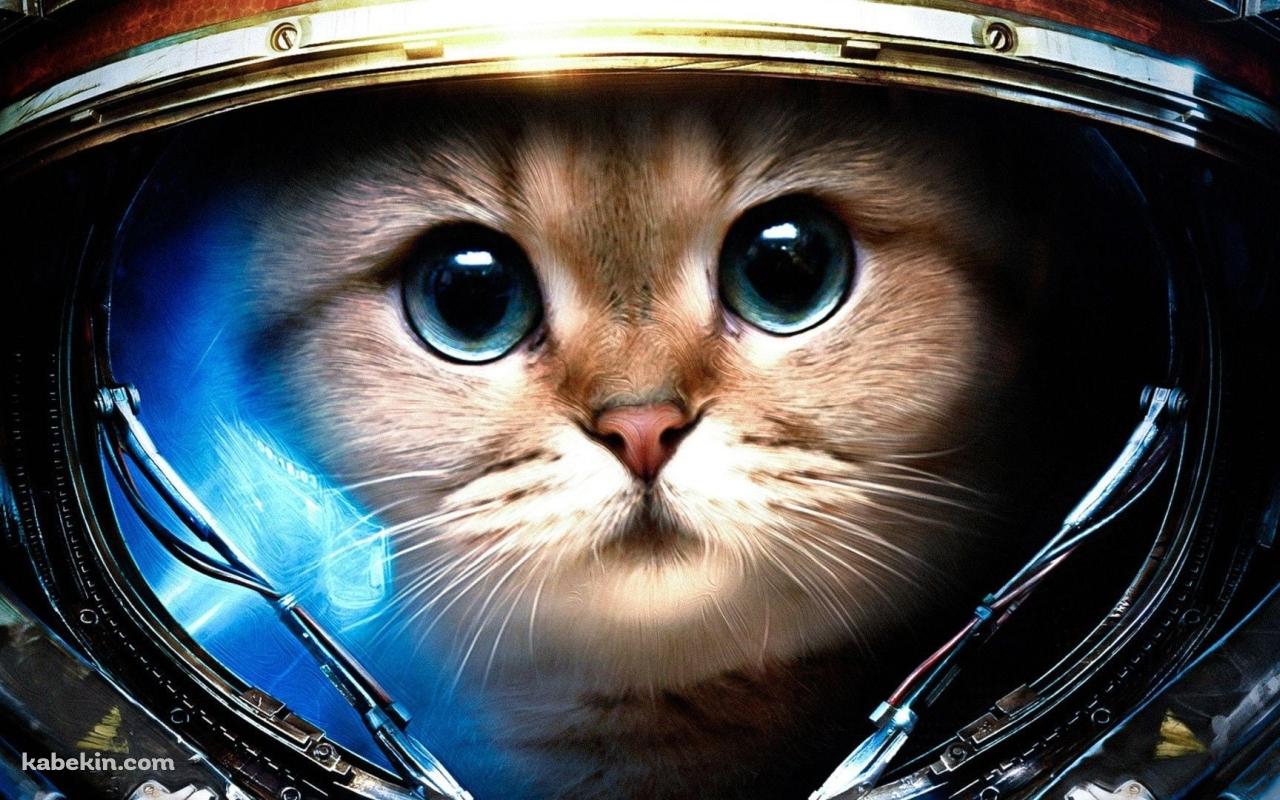 宇宙に行く猫の壁紙(1280px x 800px) 高画質 PC・デスクトップ用