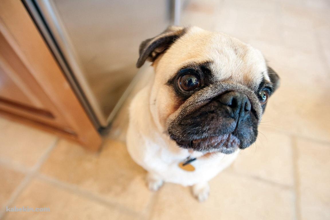 お座りする犬 / パグの壁紙(1152px x 768px) 高画質 PC・デスクトップ用
