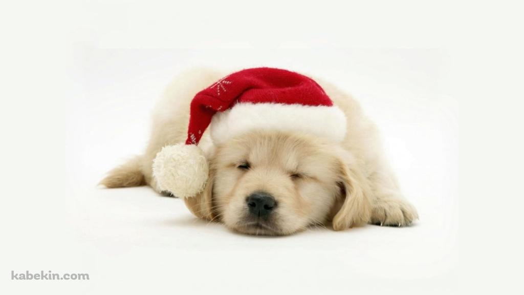 クリスマス / 帽子を被った子犬 / ラブラドールレトリバーの壁紙(1024px x 576px) 高画質 PC・デスクトップ用