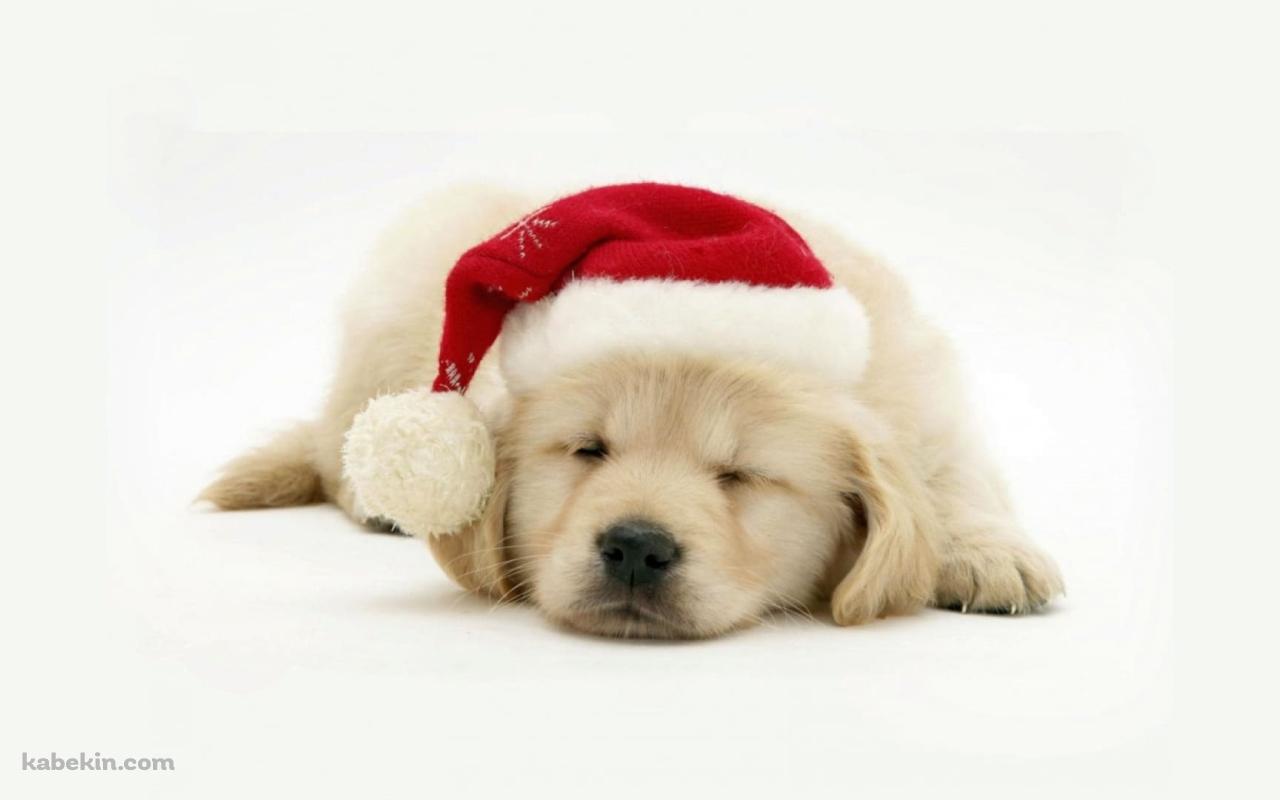 クリスマス / 帽子を被った子犬 / ラブラドールレトリバーの壁紙(1280px x 800px) 高画質 PC・デスクトップ用