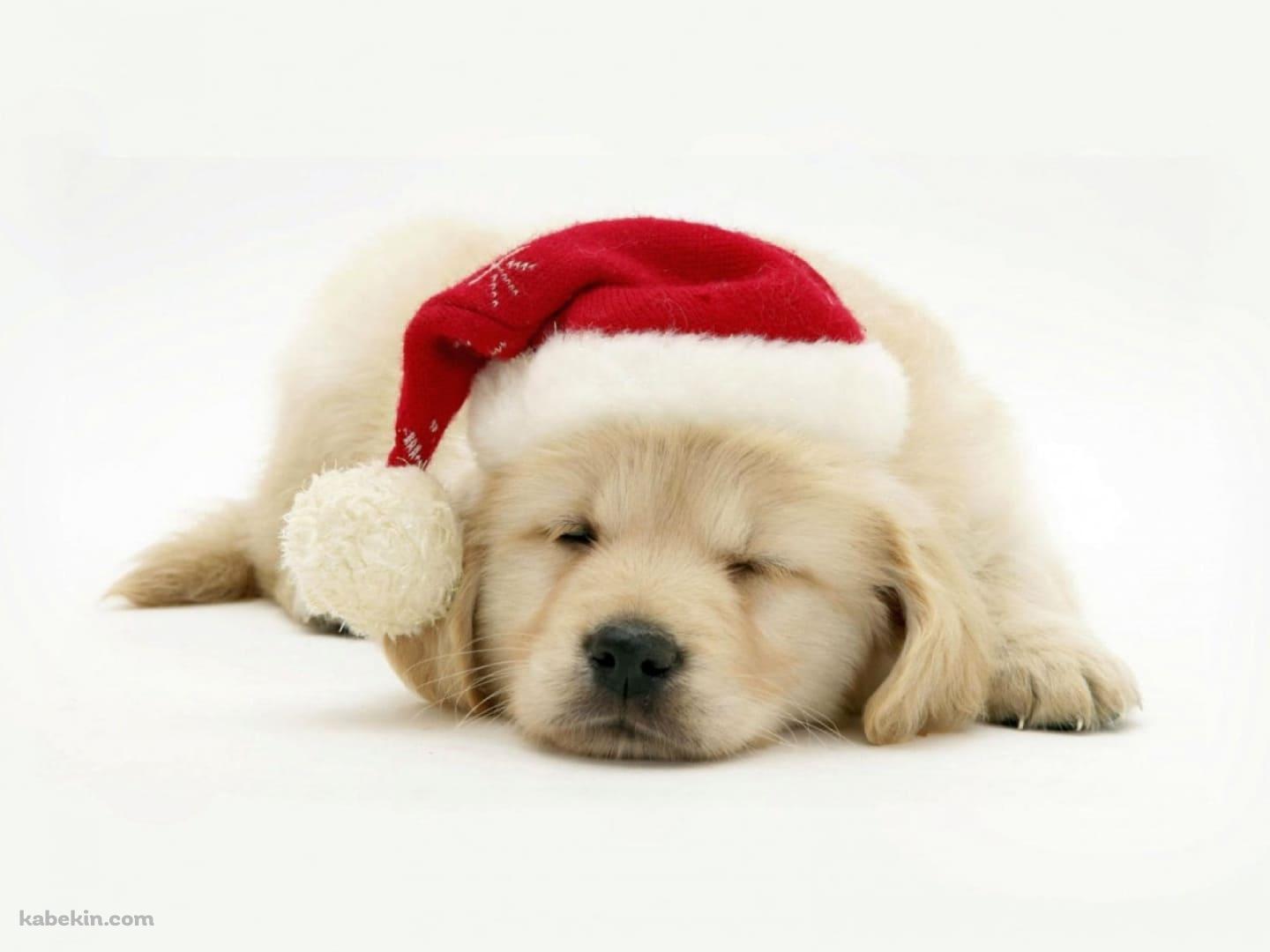 クリスマス / 帽子を被った子犬 / ラブラドールレトリバーの壁紙(1440px x 1080px) 高画質 PC・デスクトップ用
