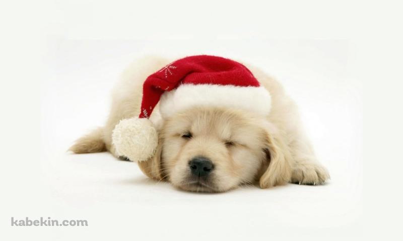 クリスマス / 帽子を被った子犬 / ラブラドールレトリバーの壁紙(800px x 480px) 高画質 PC・デスクトップ用
