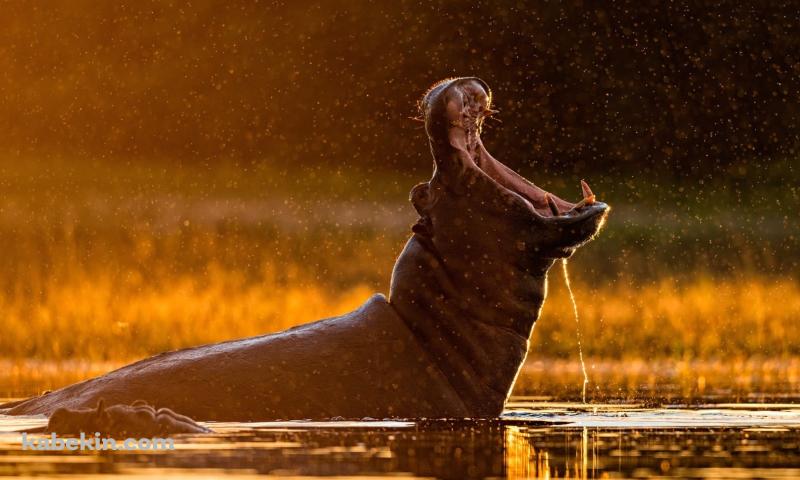 口を大きく開けるカバの壁紙(800px x 480px) 高画質 PC・デスクトップ用