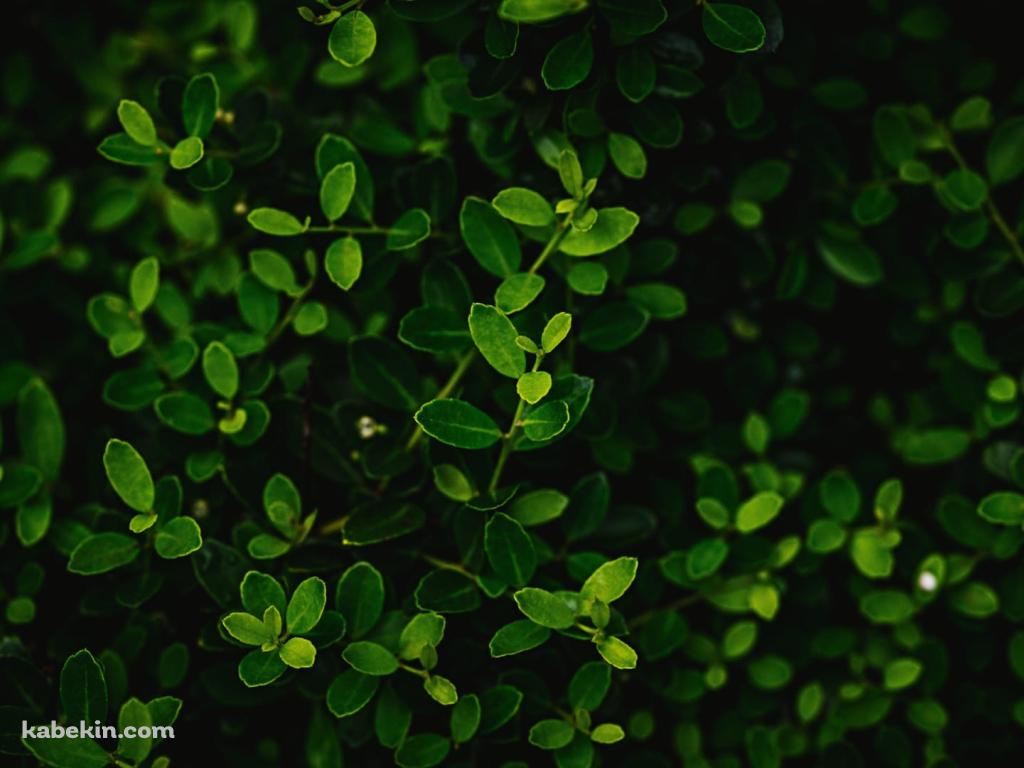 綺麗な緑の葉っぱ 茂みの壁紙(1024px x 768px) 高画質 PC・デスクトップ用