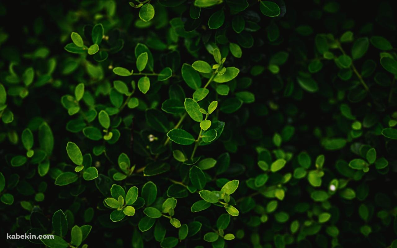 綺麗な緑の葉っぱ 茂み(1280x800px)のデスクトップPC用の壁紙 | 高画質 | 壁紙キングダム