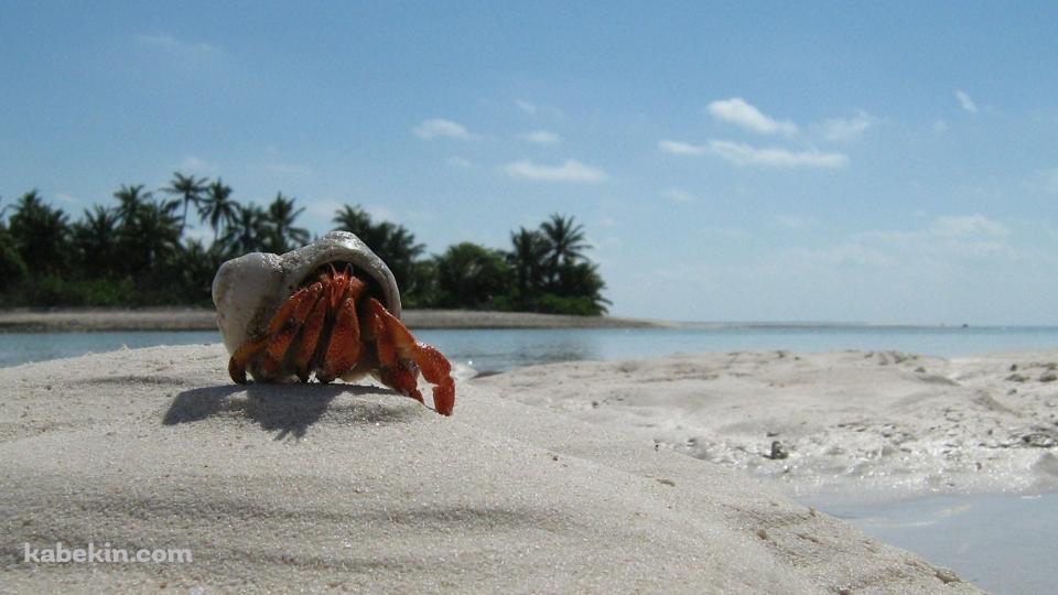 砂浜とオカヤドカリの壁紙(960px x 540px) 高画質 PC・デスクトップ用