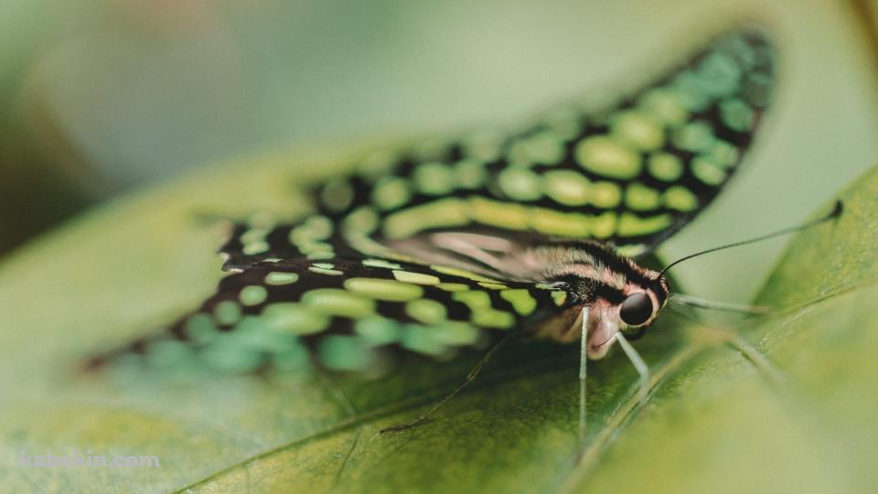 コモンタイマイ / 綺麗な緑の蝶の壁紙(960px x 540px) 高画質 PC・デスクトップ用
