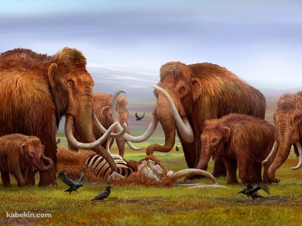 マンモスの群れの壁紙(1024px x 768px) 高画質 PC・デスクトップ用