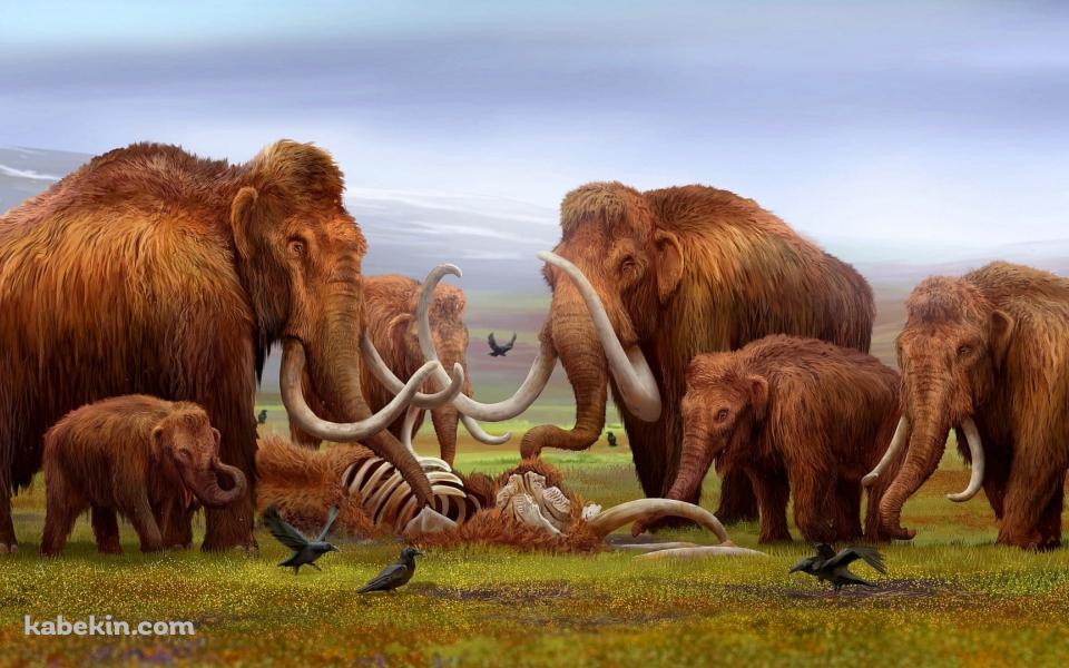 マンモスの群れの壁紙(960px x 600px) 高画質 PC・デスクトップ用