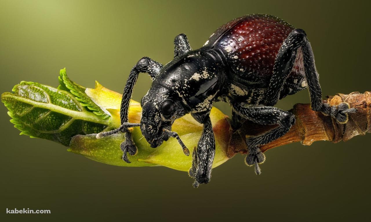 ナミオトシブミの壁紙(1280px x 768px) 高画質 PC・デスクトップ用