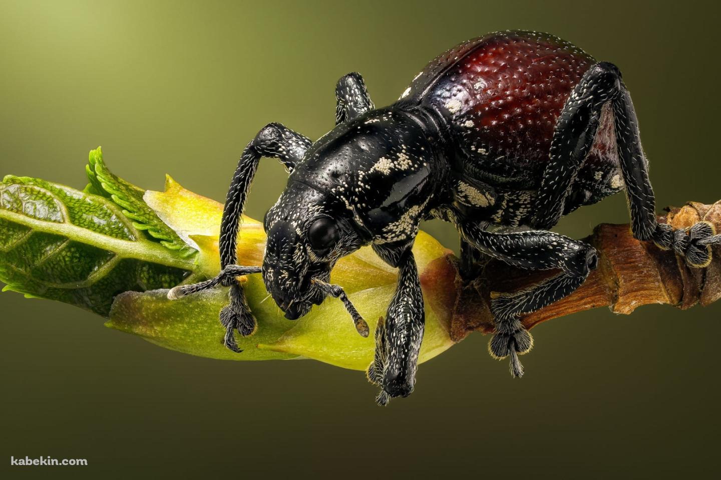 ナミオトシブミの壁紙(1440px x 960px) 高画質 PC・デスクトップ用