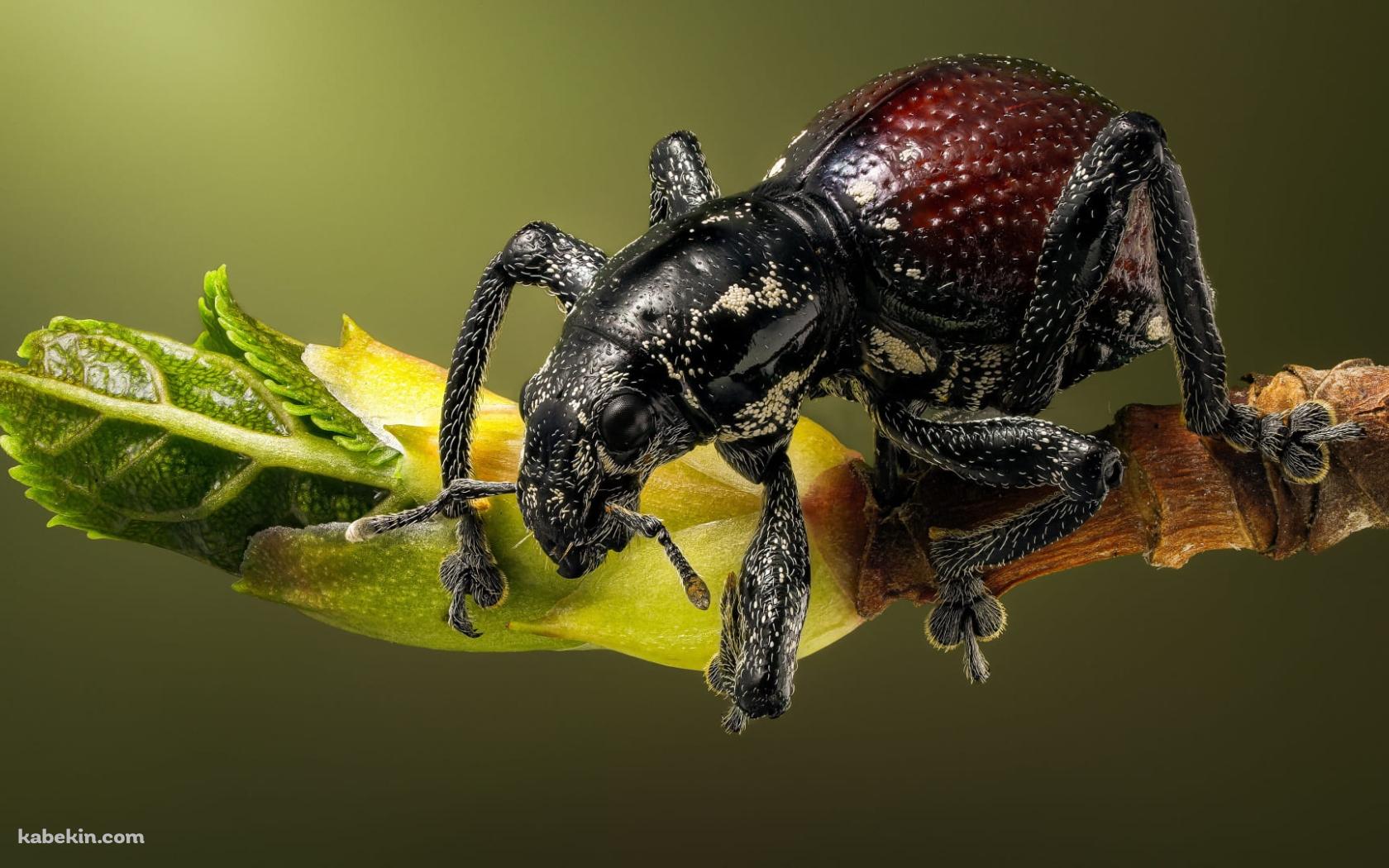ナミオトシブミの壁紙(1680px x 1050px) 高画質 PC・デスクトップ用