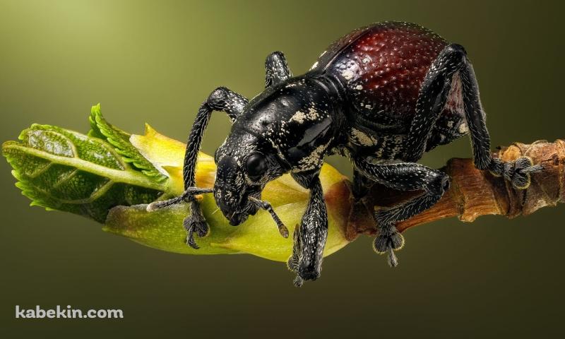 ナミオトシブミの壁紙(800px x 480px) 高画質 PC・デスクトップ用