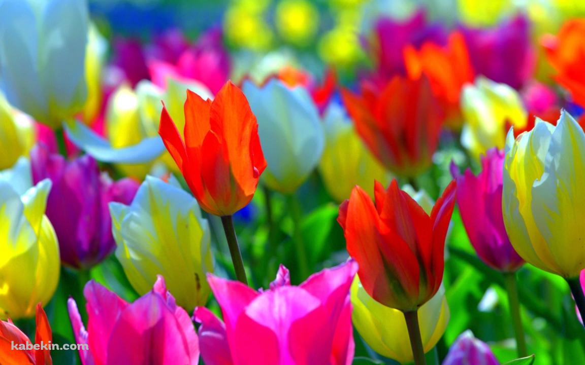 彩度の高い鮮やかなチューリップ畑の壁紙(1152px x 720px) 高画質 PC・デスクトップ用