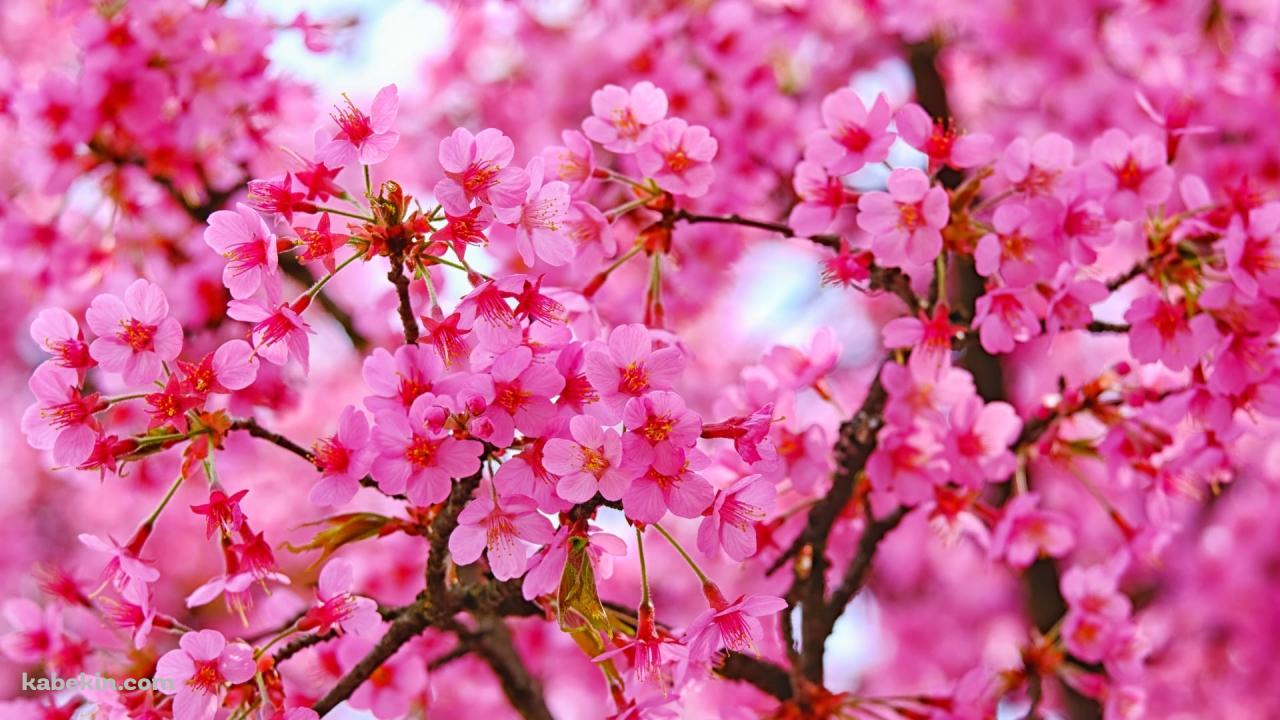 鮮やかなピンクの満開の桜の壁紙(1280px x 720px) 高画質 PC・デスクトップ用