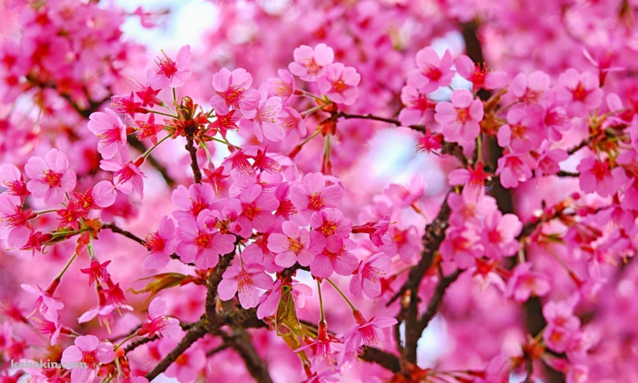 鮮やかなピンクの満開の桜の壁紙(1280px x 768px) 高画質 PC・デスクトップ用