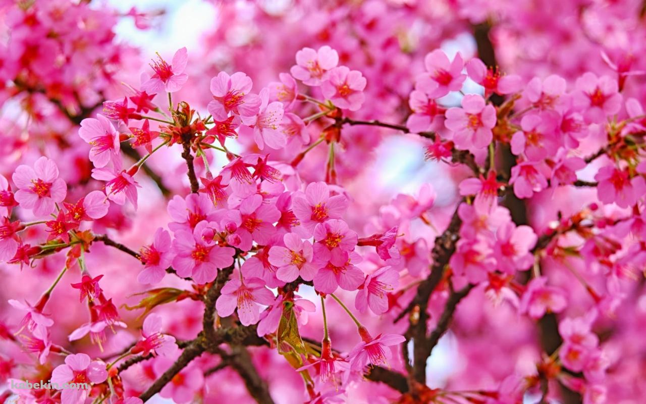 鮮やかなピンクの満開の桜の壁紙(1280px x 800px) 高画質 PC・デスクトップ用