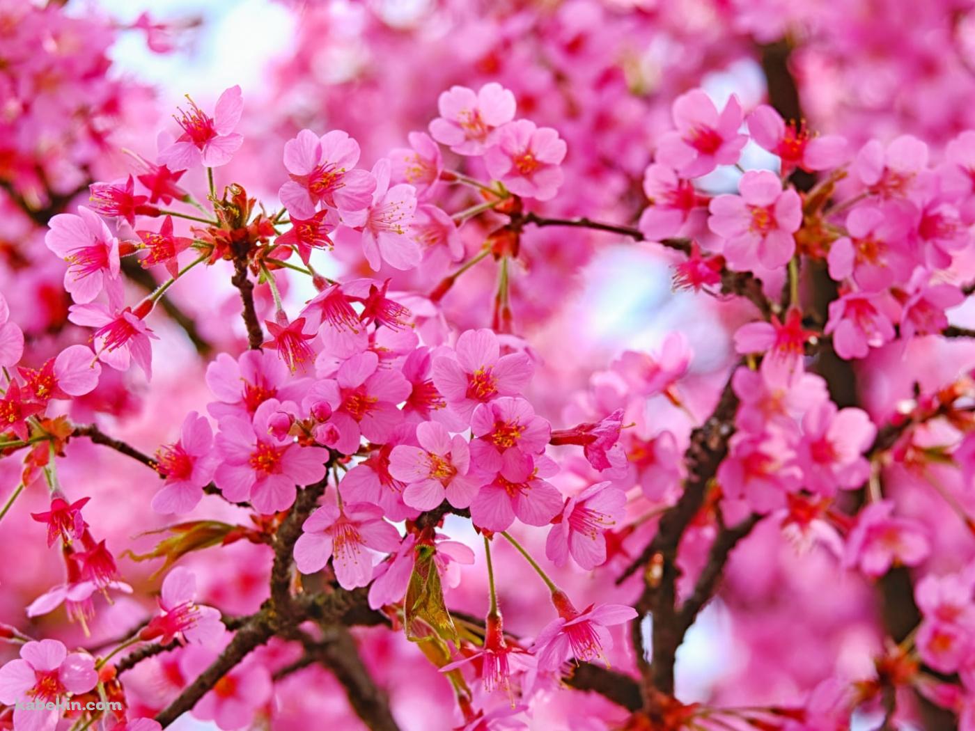 鮮やかなピンクの満開の桜の壁紙(1400px x 1050px) 高画質 PC・デスクトップ用