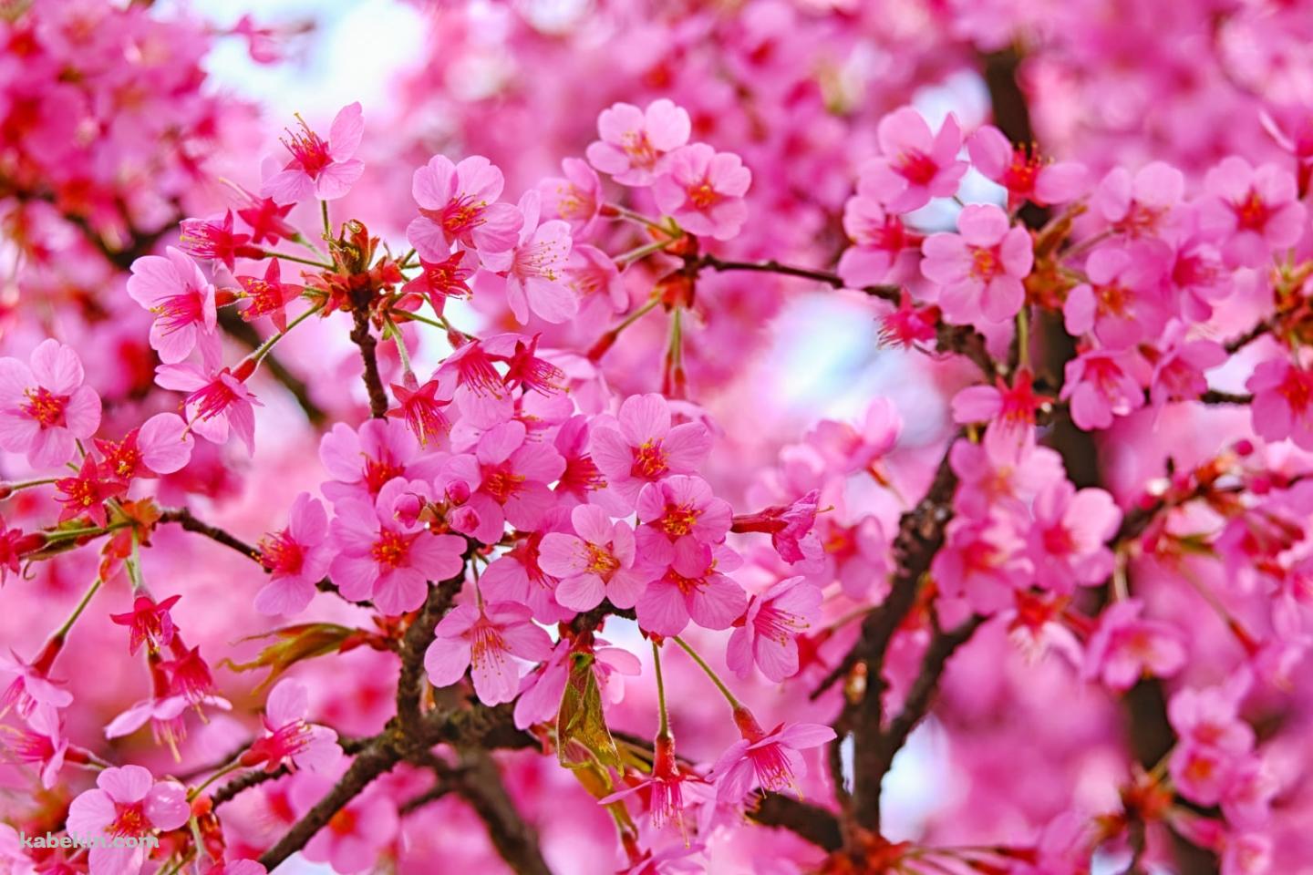 鮮やかなピンクの満開の桜の壁紙(1440px x 960px) 高画質 PC・デスクトップ用