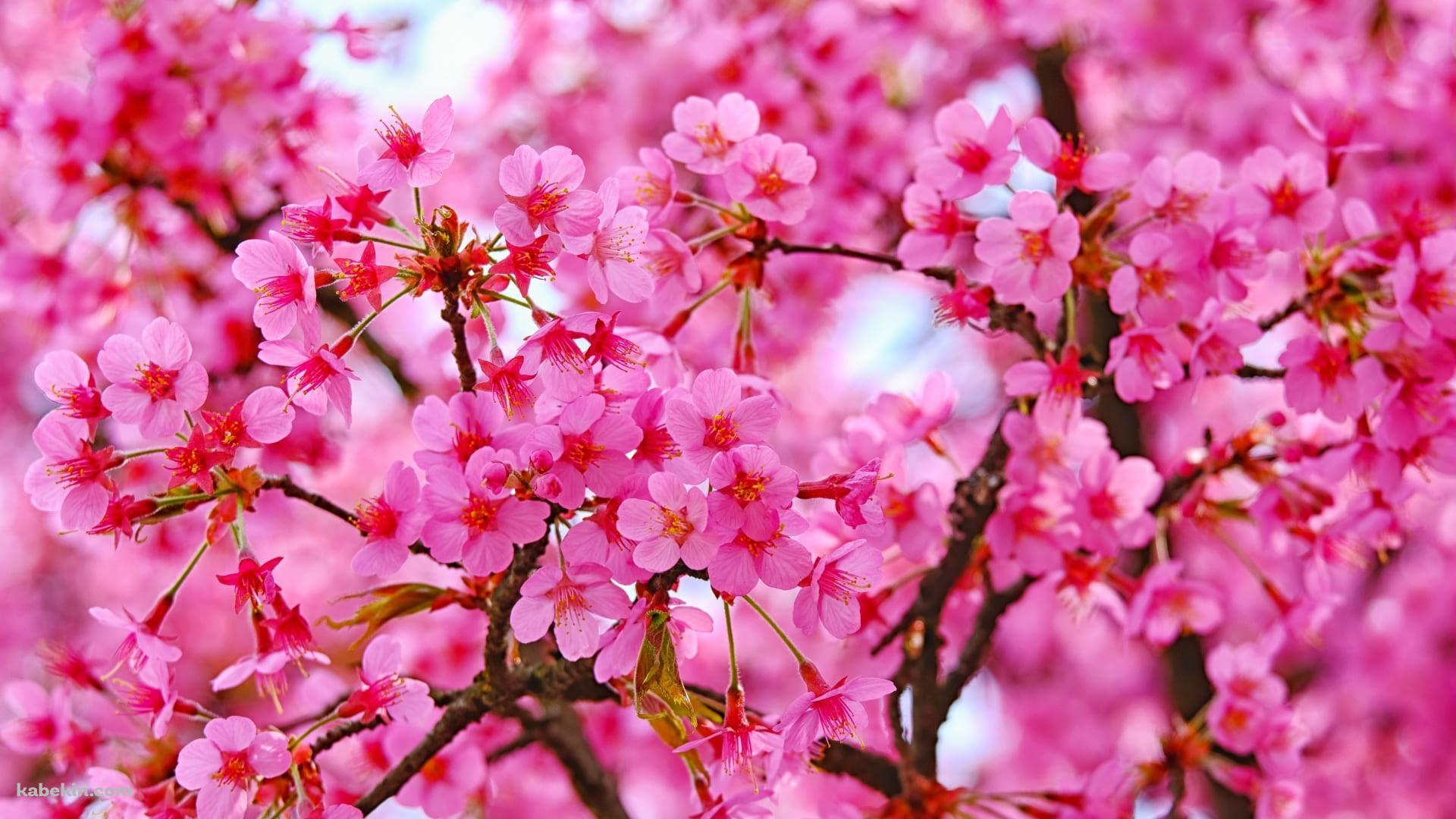 鮮やかなピンクの満開の桜の壁紙(1920px x 1080px) 高画質 PC・デスクトップ用