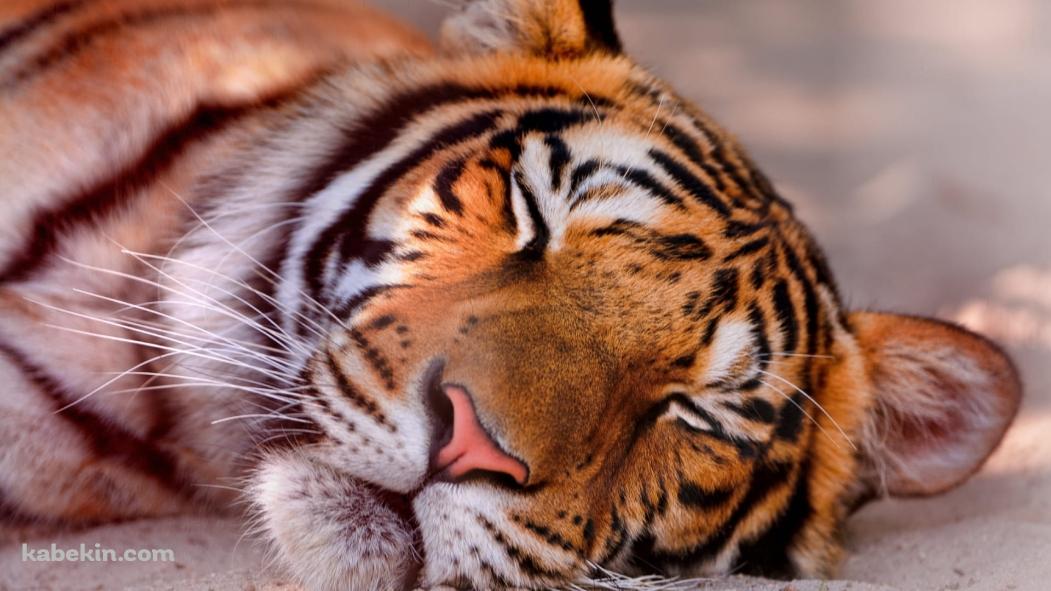 昼寝しているベンガル虎 / 居眠りの壁紙(1051px x 591px) 高画質 PC・デスクトップ用
