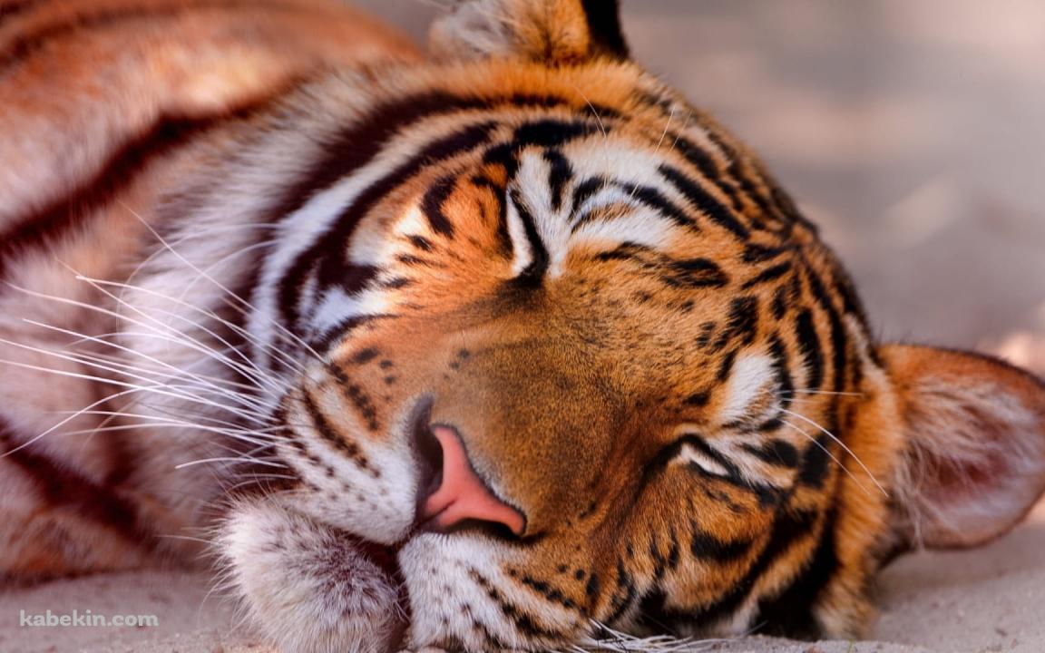 昼寝しているベンガル虎 / 居眠りの壁紙(1152px x 720px) 高画質 PC・デスクトップ用