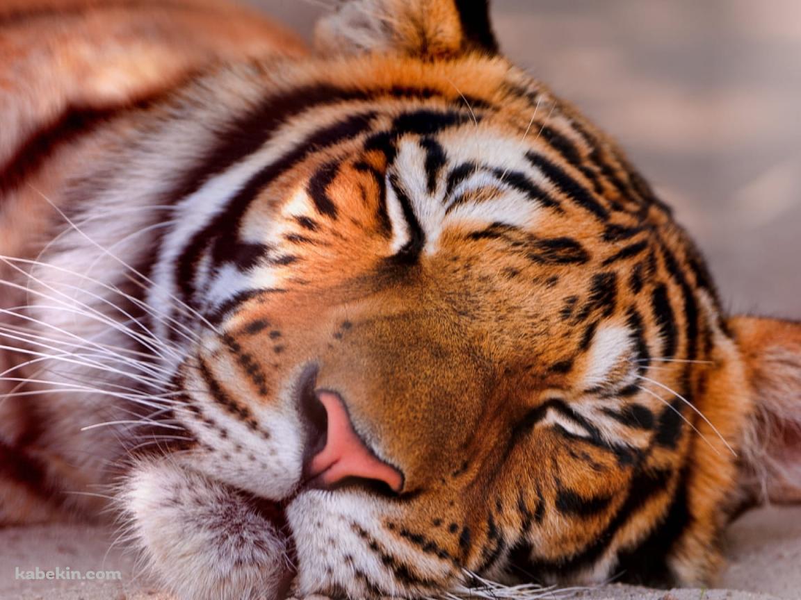 昼寝しているベンガル虎 / 居眠りの壁紙(1152px x 864px) 高画質 PC・デスクトップ用