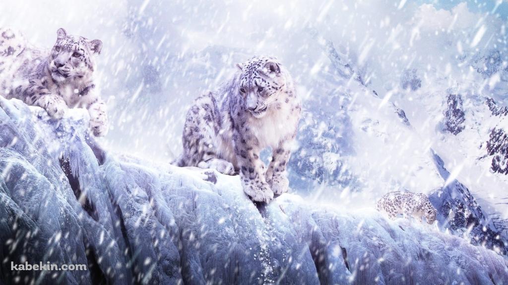 豪雪の中の2匹の雪豹の壁紙(1024px x 576px) 高画質 PC・デスクトップ用
