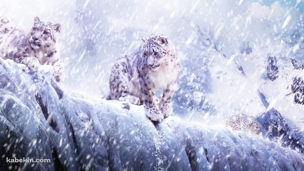 豪雪の中の2匹の雪豹の壁紙(1051px x 591px) 高画質 PC・デスクトップ用