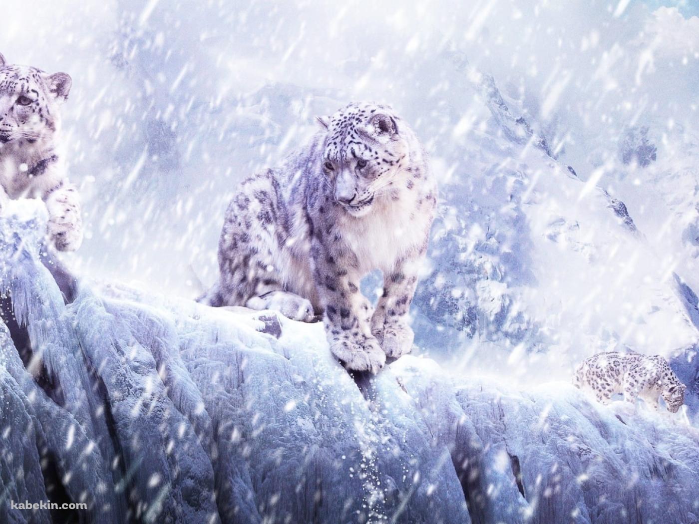 豪雪の中の2匹の雪豹の壁紙(1400px x 1050px) 高画質 PC・デスクトップ用